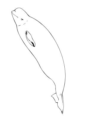 Balina boyama sayfası, Whales coloring page, , whales beluga whale 