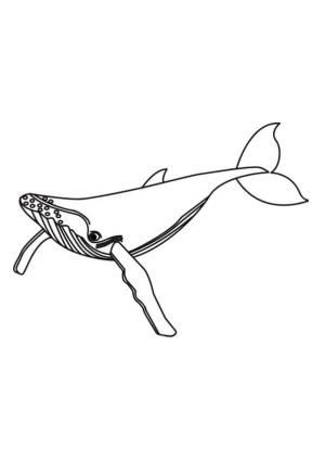 Balina boyama sayfası, Whales coloring page, Mavi Balina, 