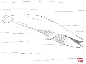 Balina boyama sayfası, Whales coloring page, , whales blue whale 