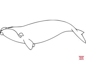 Balina boyama sayfası, Whales coloring page, , whales right whale 