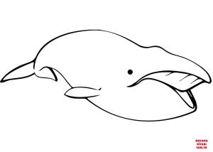 Balina boyama sayfası, Whales coloring page, , whales bowhead whale 