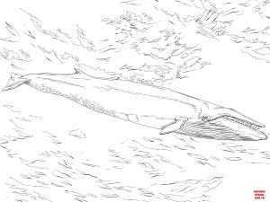 Balina boyama sayfası, Whales coloring page, , whales sei whale 