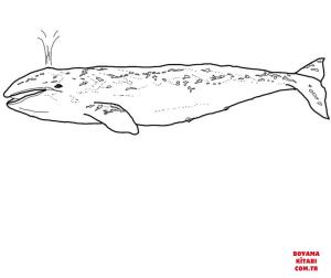 Balina boyama sayfası, Whales coloring page, , whales grey whale 