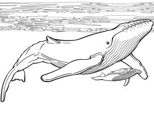 Balina boyama sayfası, Whales coloring page, Anne Balina ve Yavru Balina, 