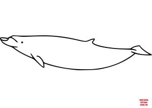 Balina boyama sayfası, Whales coloring page, , whales blainville#039;s beaked whale 