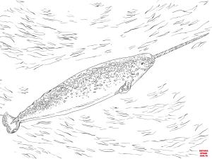 Balina boyama sayfası, Whales coloring page, , whales narwhale 