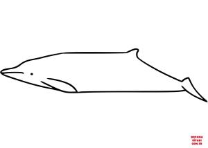 Balina boyama sayfası, Whales coloring page, , whales gray#039;s beaked whale 