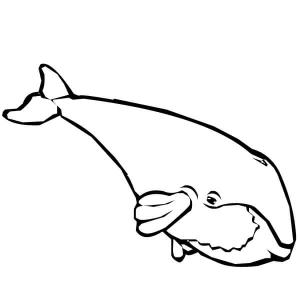 Balina boyama sayfası, Whales coloring page, Basit çizim Balina, 