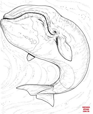 Balina boyama sayfası, Whales coloring page, , whales northern right whale 