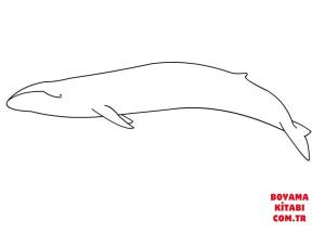 Balina boyama sayfası, Whales coloring page, , whales blue whale 