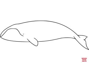 Balina boyama sayfası, Whales coloring page, , whales bowhead whale 