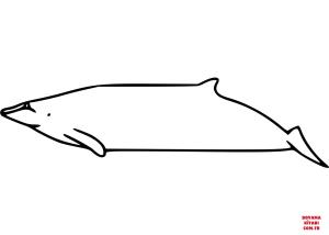 Balina boyama sayfası, Whales coloring page, , whales andrews#039; beaked whale 