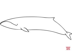 Balina boyama sayfası, Whales coloring page, , whales pygmy right whale 