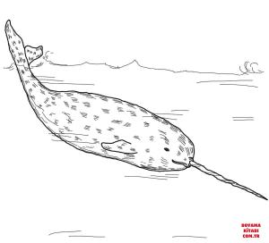 Balina boyama sayfası, Whales coloring page, , whales arctic whale narwhal 