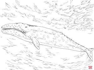 Balina boyama sayfası, Whales coloring page, , whales gray whale 