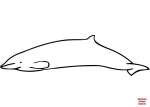 Balina boyama sayfası, Whales coloring page, , whales pygmy beaked whale mesoplodon peruvianus 