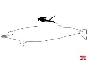 Balina boyama sayfası, Whales coloring page, , whales arnoux#039;s beaked whale size 
