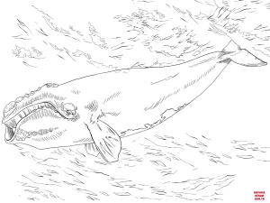 Balina boyama sayfası, Whales coloring page, , whales north atlantic right whale 