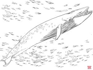 Balina boyama sayfası, Whales coloring page, , whales blue baleen whale 