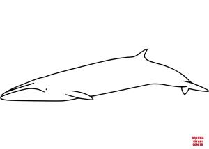Balina boyama sayfası, Whales coloring page, , whales bryde#039;s whale 