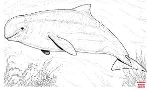 Balina boyama sayfası, Whales coloring page, , whales beluga whale 