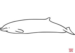 Balina boyama sayfası, Whales coloring page, , whales cuvier#039;s beaked whale 