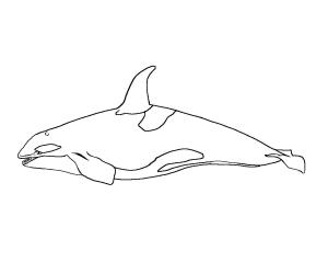 Balina boyama sayfası, Whales coloring page, Inanılmaz Balina, 