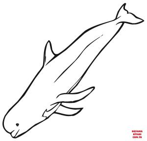 Balina boyama sayfası, Whales coloring page, , whales beluga 