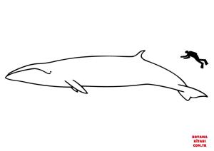 Balina boyama sayfası, Whales coloring page, , whales sei whale size 