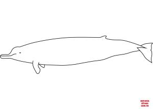 Balina boyama sayfası, Whales coloring page, , whales arnoux#039;s beaked whale 