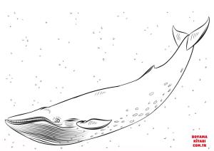 Balina boyama sayfası, Whales coloring page, , whales blue whale 