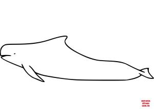 Balina boyama sayfası, Whales coloring page, , whales short finned pilot whale 