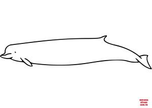 Balina boyama sayfası, Whales coloring page, , whales northern bottlenose whale 