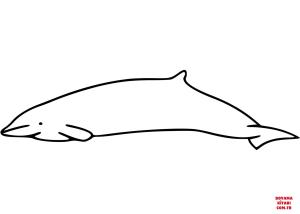 Balina boyama sayfası, Whales coloring page, , whales hector#039;s beaked whale 