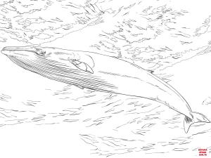 Balina boyama sayfası, Whales coloring page, , whales minke whale 