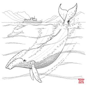 Balina boyama sayfası, Whales coloring page, , whales humpback whale 