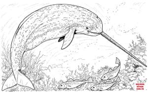 Balina boyama sayfası, Whales coloring page, , whales arctic narwhal whale 