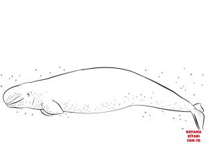Balina boyama sayfası, Whales coloring page, , whales beluga whale 