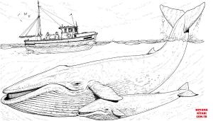 Balina boyama sayfası, Whales coloring page, , whales blue whales mother and baby under the boat 