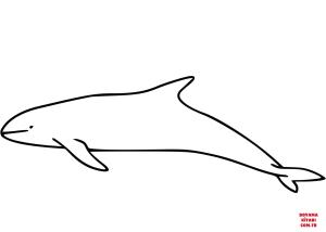 Balina boyama sayfası, Whales coloring page, , whales melon headed whale 