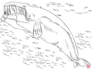 Balina boyama sayfası, Whales coloring page, , whales bowhead or greenland right whale 