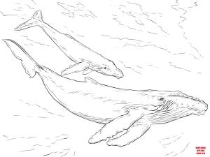 Balina boyama sayfası, Whales coloring page, , whales humpback whales 