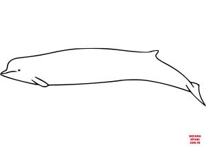 Balina boyama sayfası, Whales coloring page, , whales southern bottlenose whale 