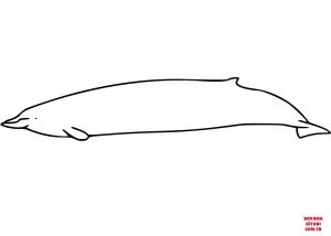 Balina boyama sayfası, Whales coloring page, , whales baird#039;s beaked whale 