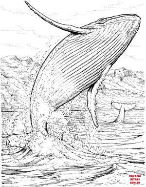 Balina boyama sayfası, Whales coloring page, , whales blue whale jumping out of the water 