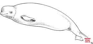 Balina boyama sayfası, Whales coloring page, , whales cute beluga whale 