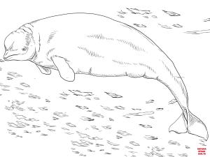 Balina boyama sayfası, Whales coloring page, , whales beluga or white whale 