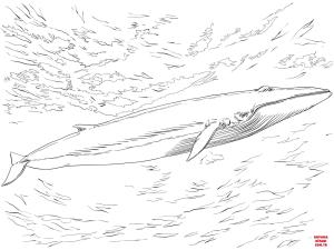 Balina boyama sayfası, Whales coloring page, , whales fin or finback whale 