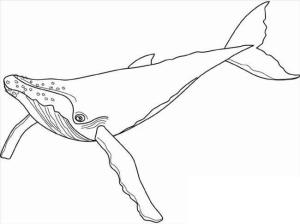 Balina boyama sayfası, Whales coloring page, Kambur Balina, 