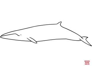 Balina boyama sayfası, Whales coloring page, , whales minke whale 